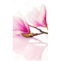 Fototapety na ścianę Pink spring flowers with reflection
