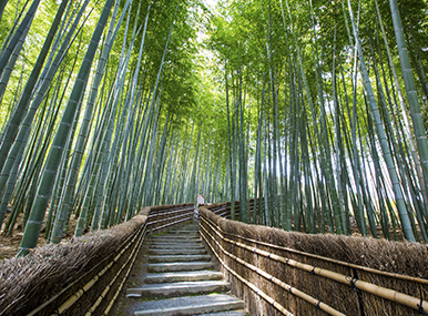 Fototapety las bambusowy